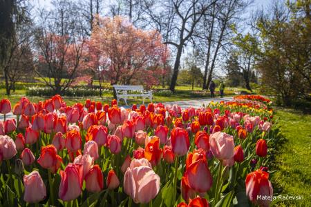 Spomladanska razstava Arboretum Volčji Potok Foto Mateja Račevski-12
